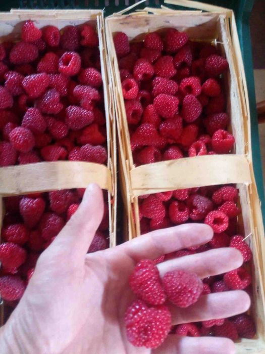 maliny jesienne z własnej plantacji