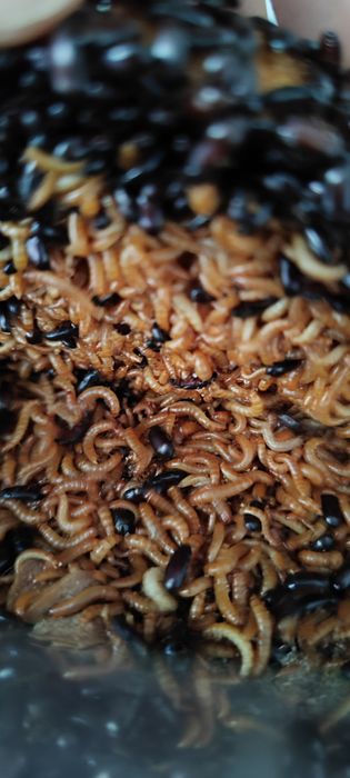 Жук знахарь / мини мучник, кормовая культура