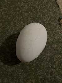 Jaja lęgowe od gęsi garbonosych