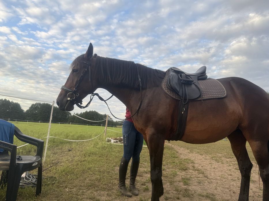 Sprzedam klacz 5 lat