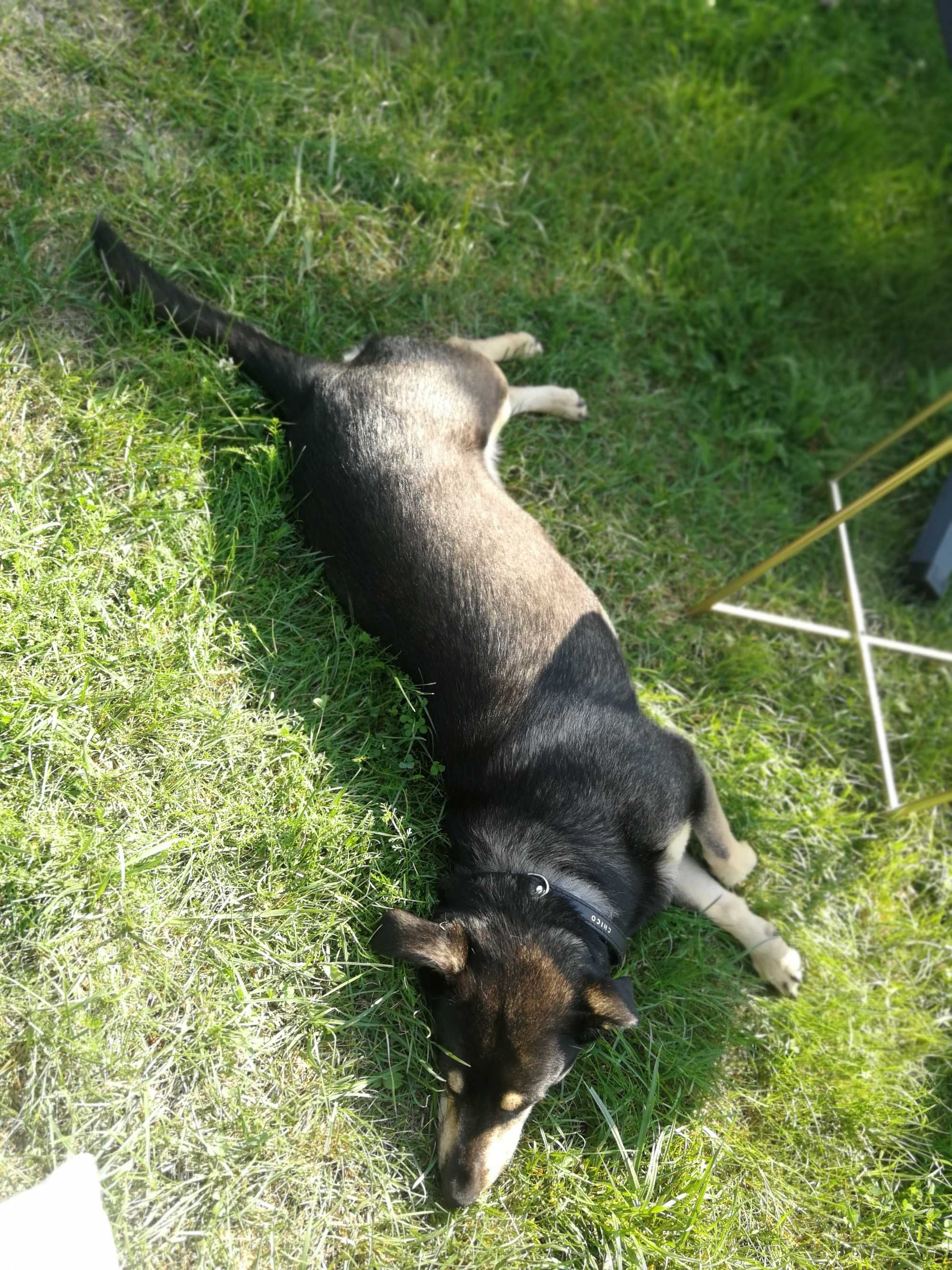 Zaginiony pies - czarna suczka kundelek czarna obroża bez adreskówi