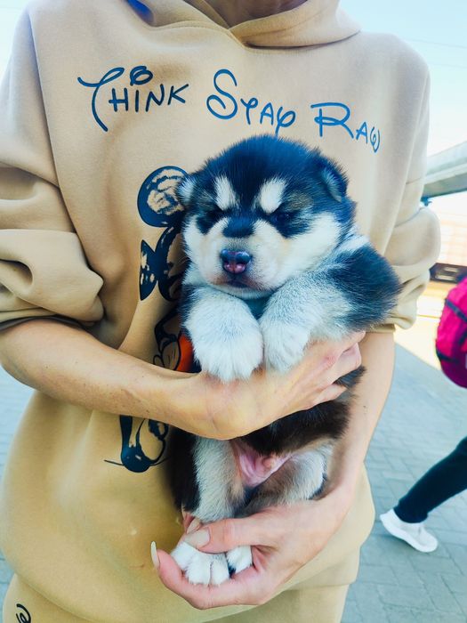 Сибірський хаскі -