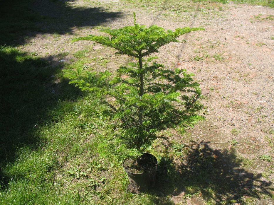 jodła koreańska 80 cm