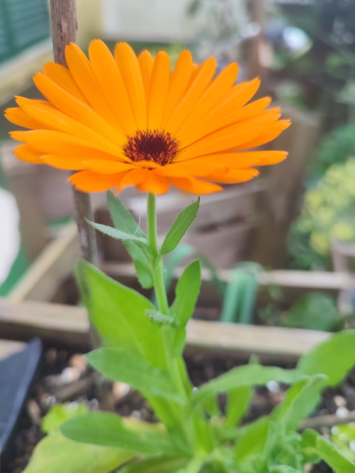 Calendulas (plantas ou sementes)