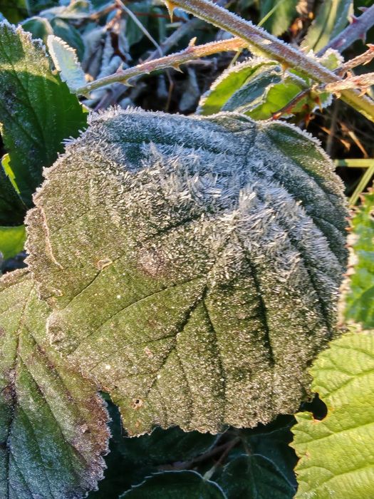2x zestaw pokarmu dla patyczaków