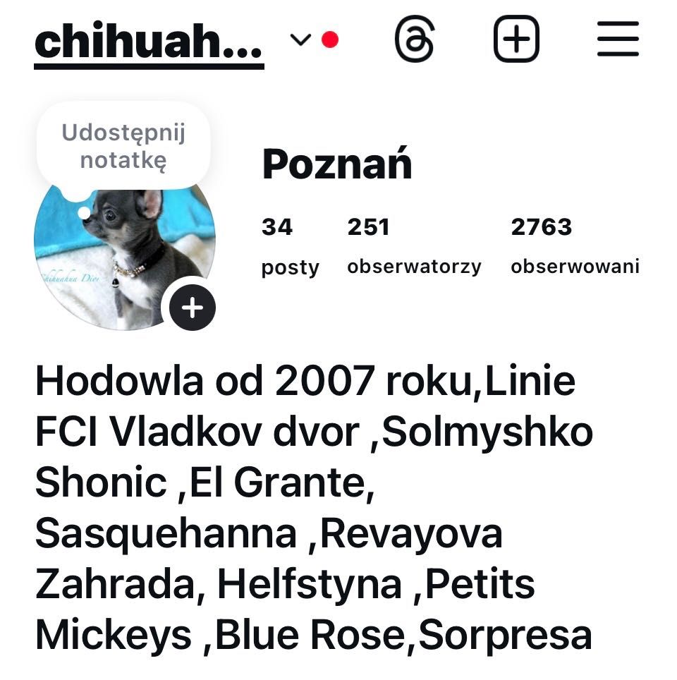Chihuahua samczyk