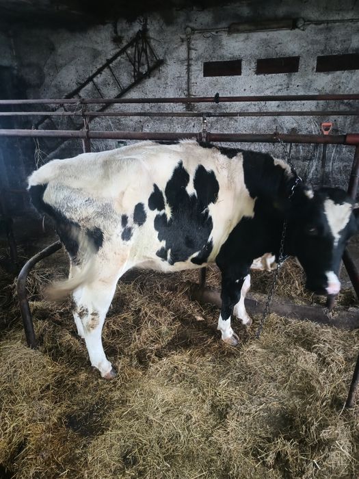 Sprzedam dwie jałówki cielne