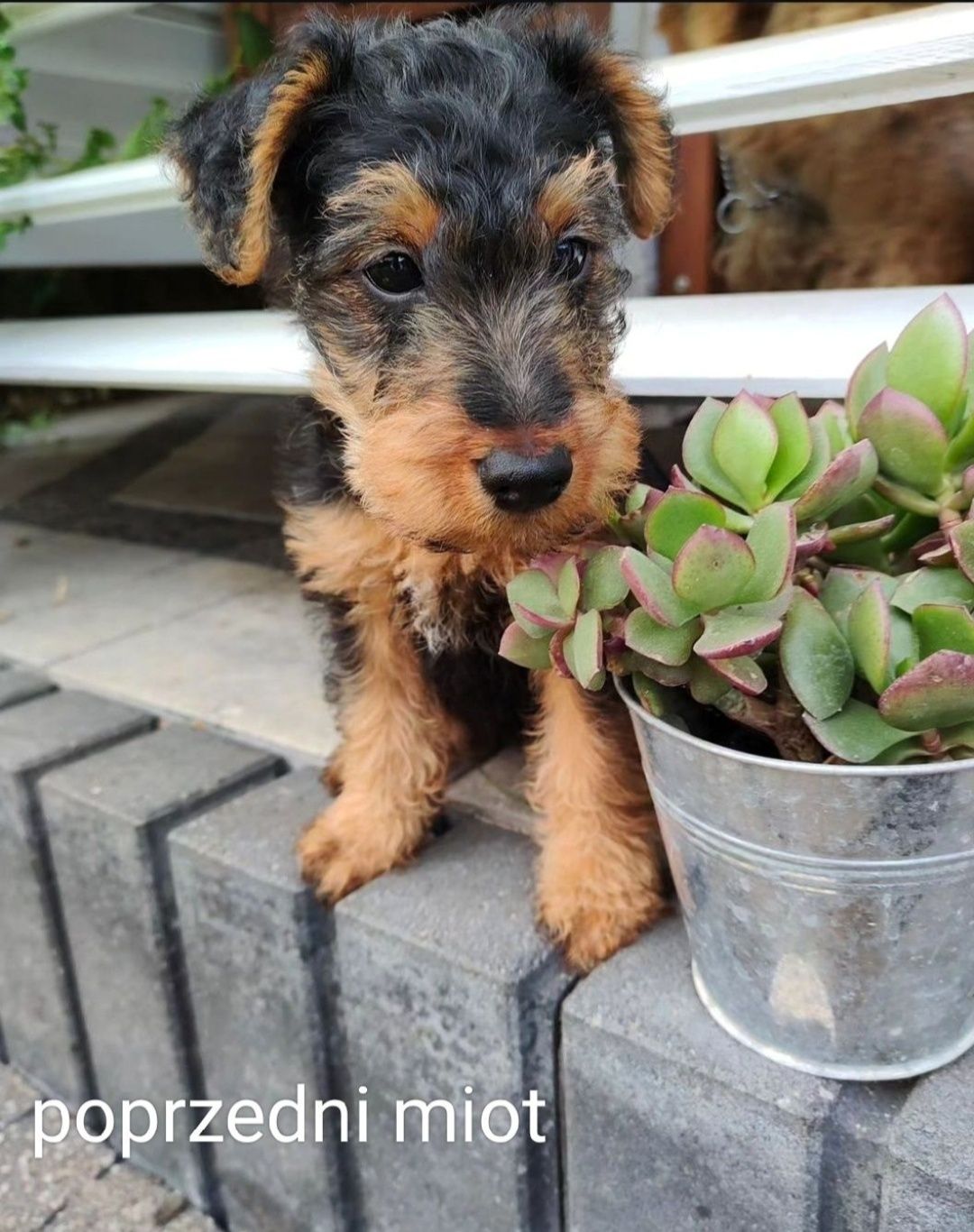 FCI Szczeniak Terier Walijski ZkwP Welsh terrier
