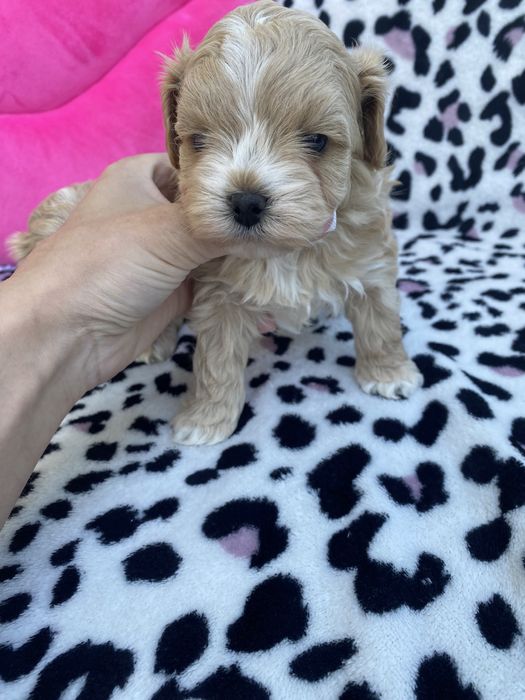 Vip якості мальтипу ф1