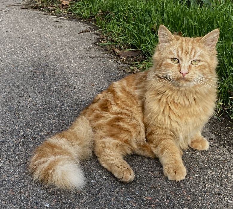 Отдам подрощенных котят ( 5 мес)