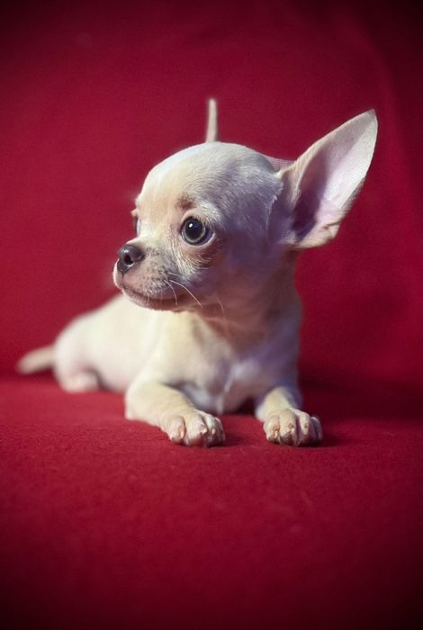 Chihuahua piesek z rodowodem chi