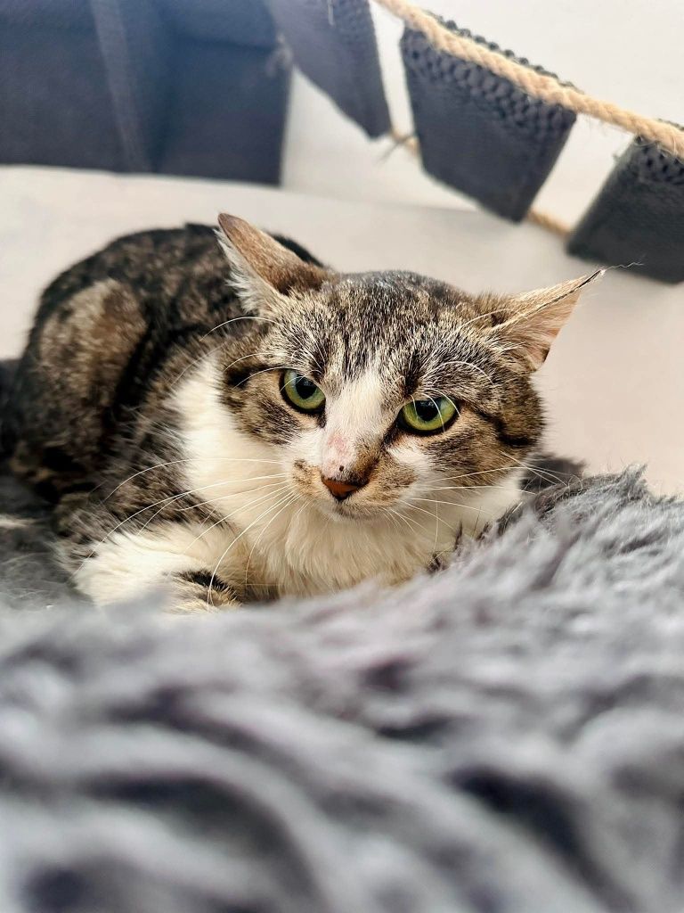 Kotki do adopcji