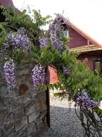 wisteria glicynie pnącze