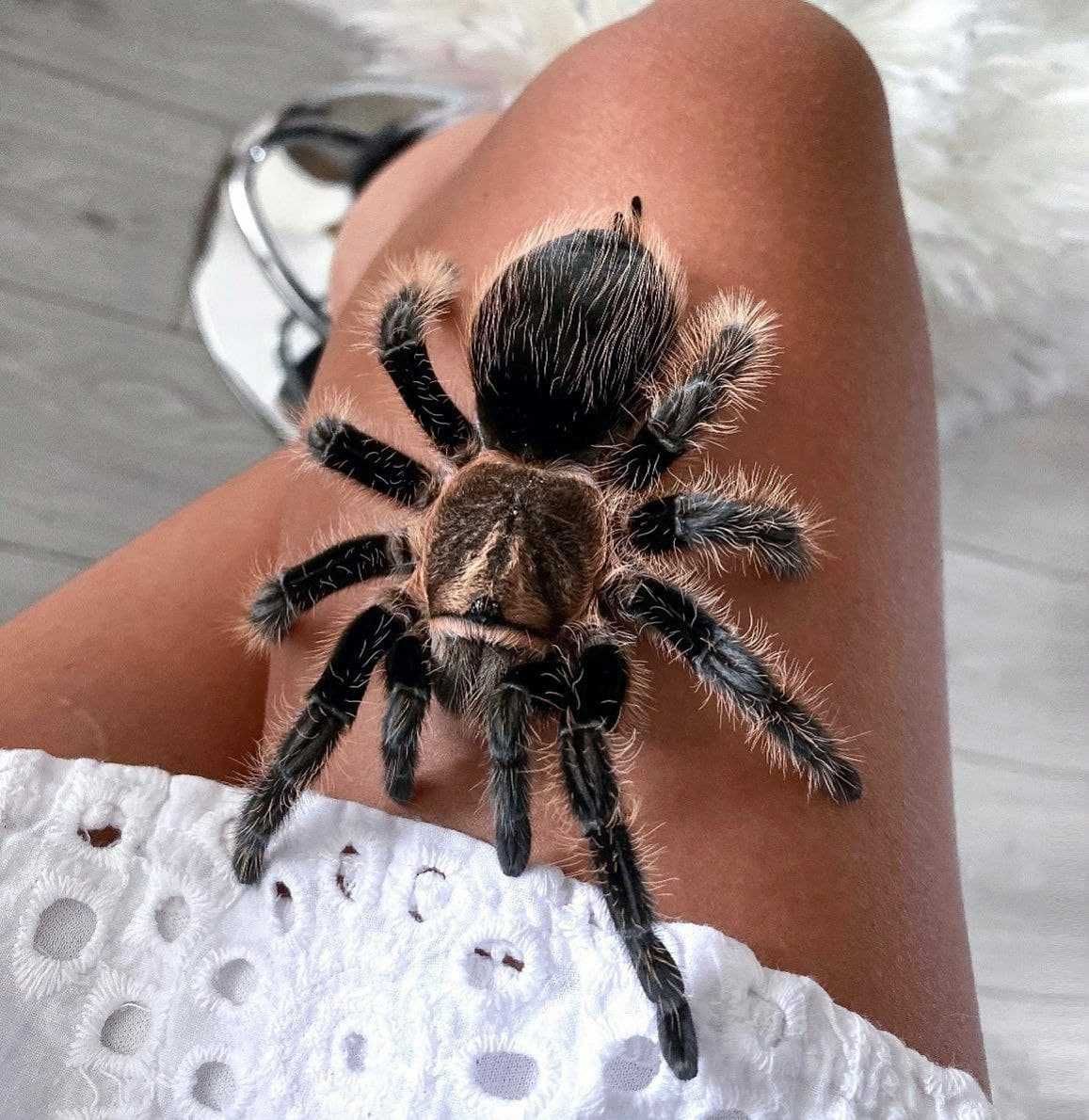 Brachypelma albopilosum самка паука птицееда для новичков