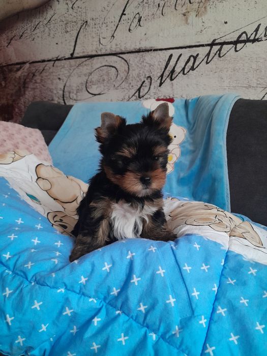 Yorkshire terrier samczyk zkwp fci