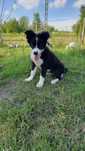Border Collie szczeniak piesek GOTOWY DO ODBIORU
