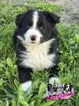 Border Collie suczka