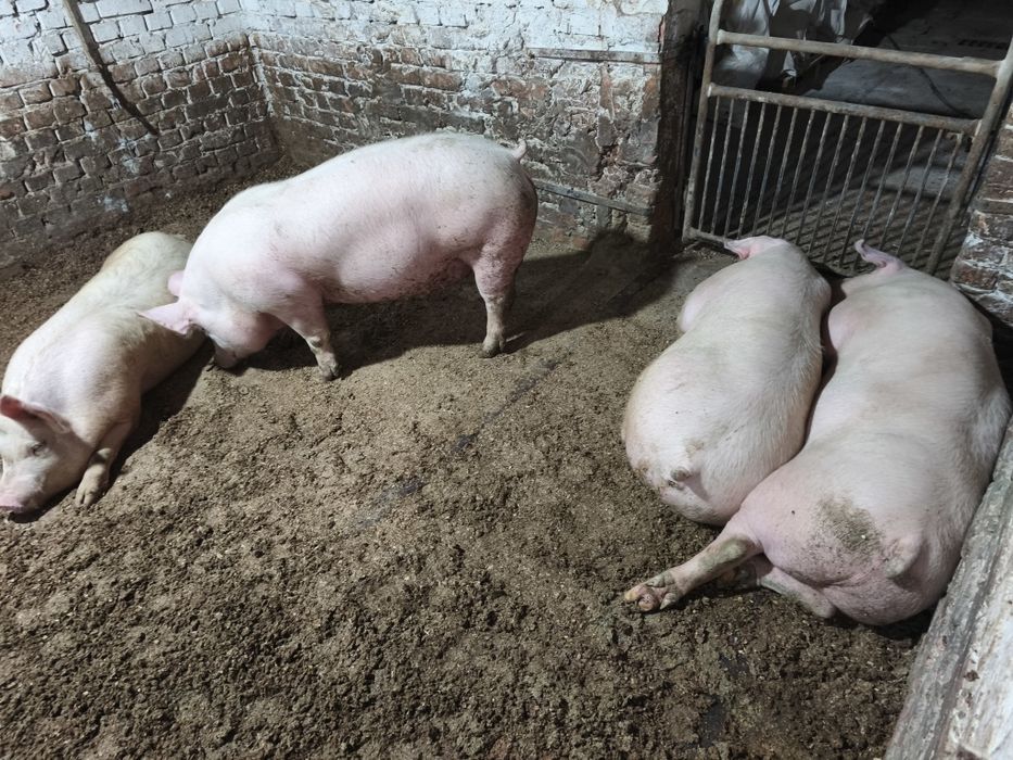 Продам свинней живою вагою