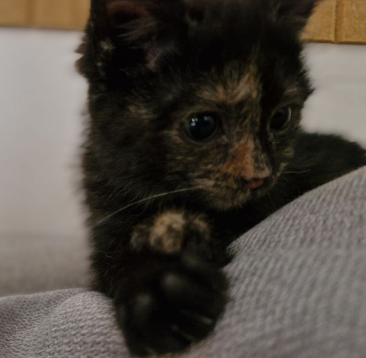 Oddam ( znaleziono kota) kotka