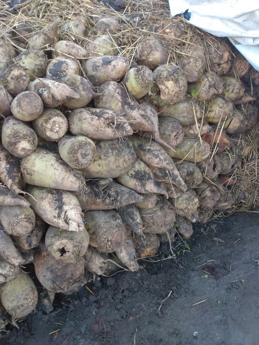 Sprzedam buraki pastewne