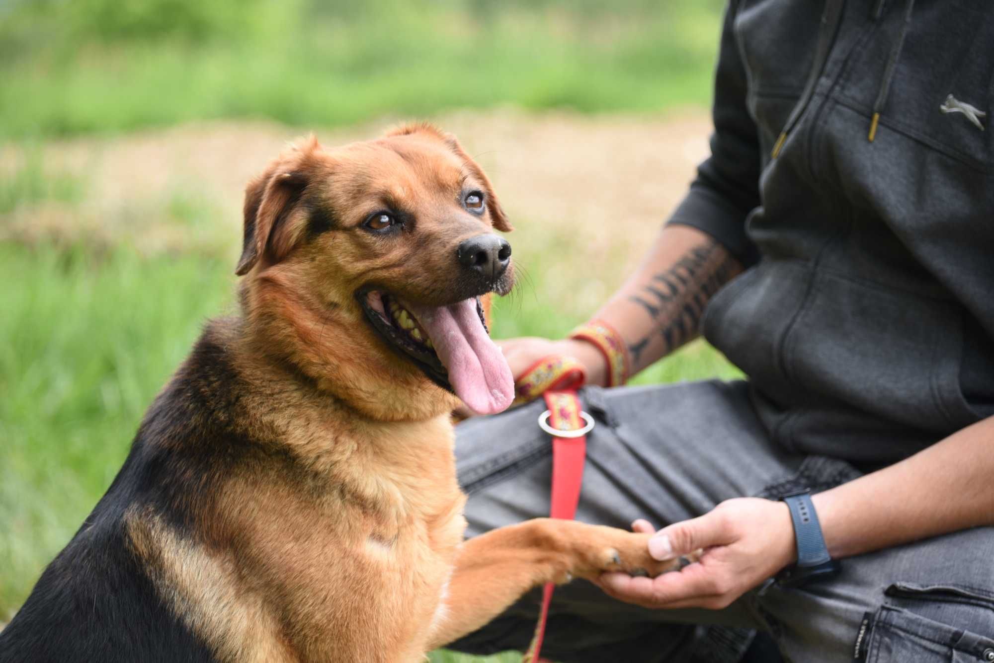Gryzak - psiak po przejściach do adopcji