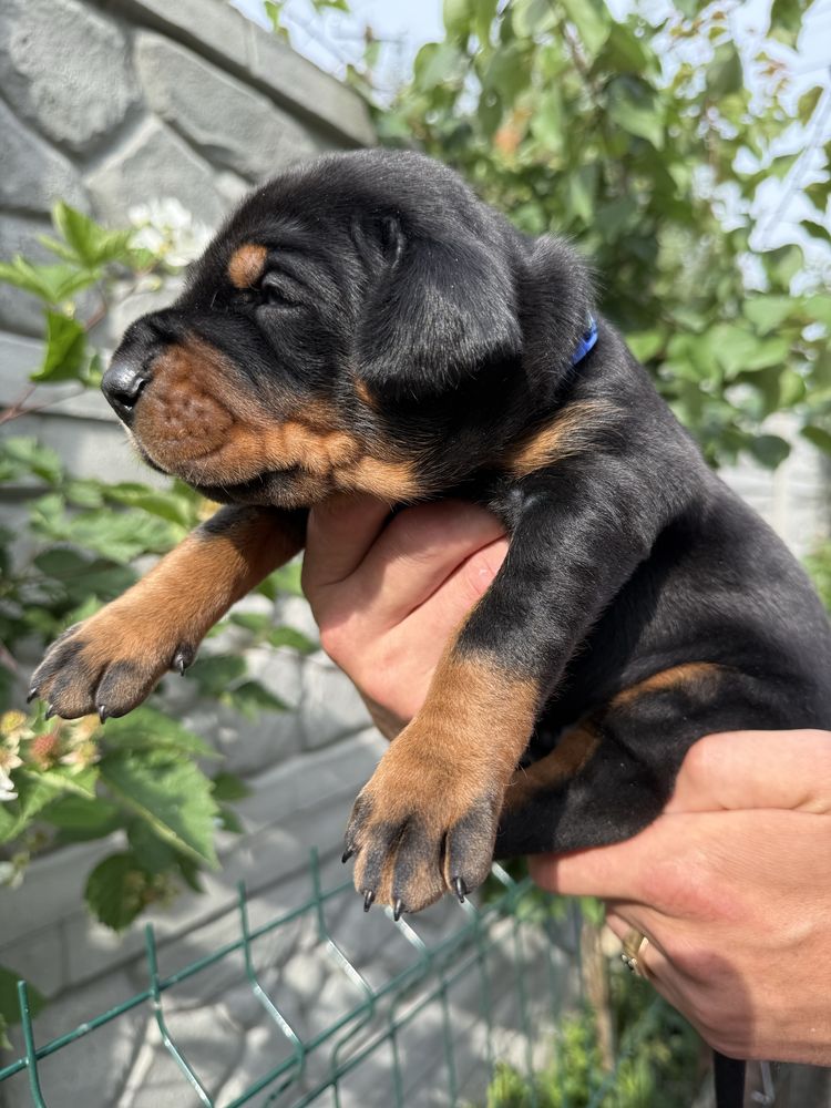 Хлопчик (male) Doberman FCI КСУ