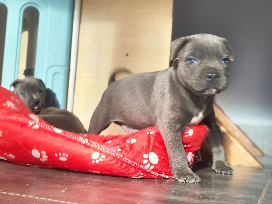 Amstaff Stanford terier szczeniaczek  blu  merle gotowy do odbioru