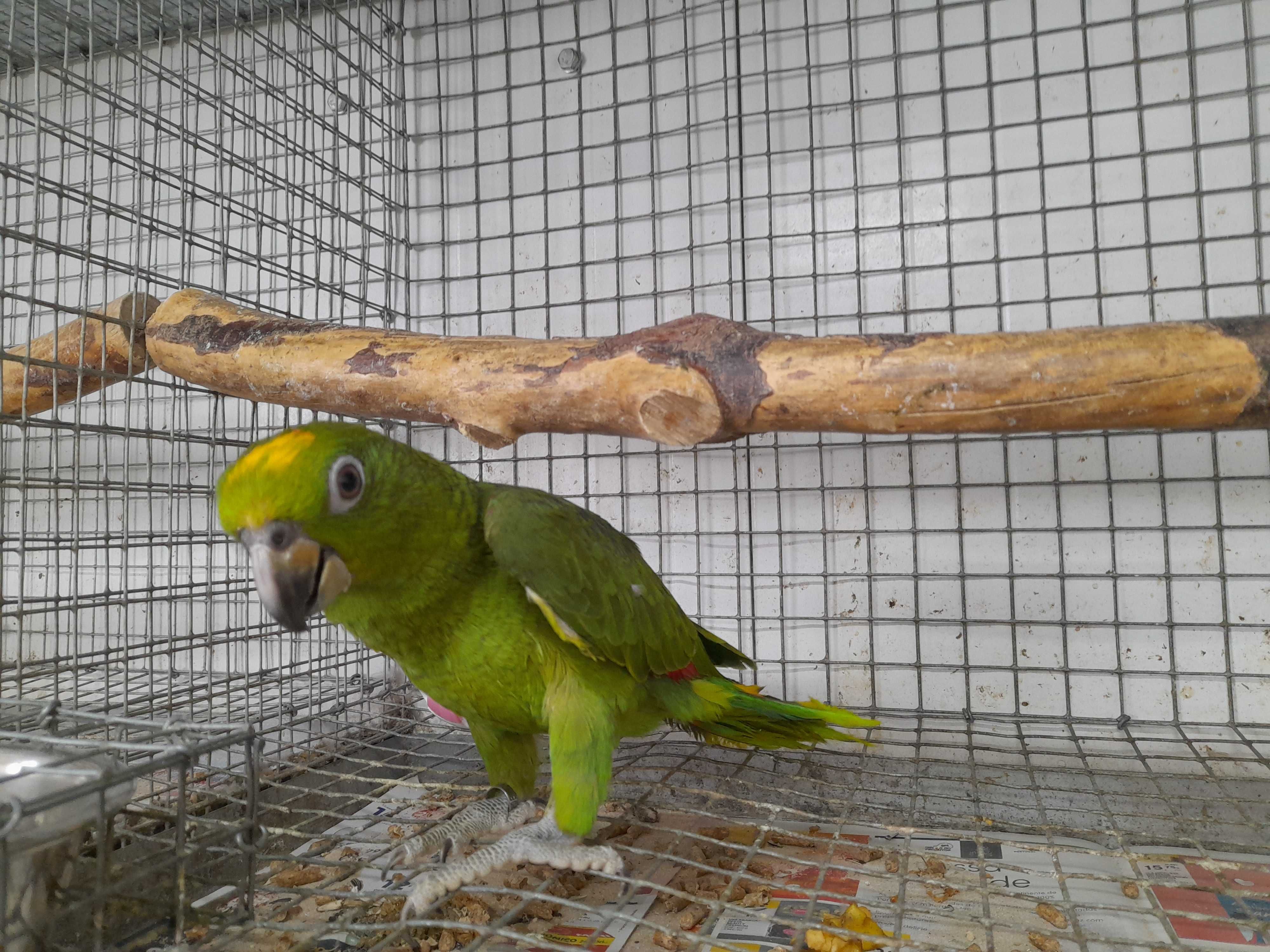 Amazonas ochrocephala, bebés de 2025