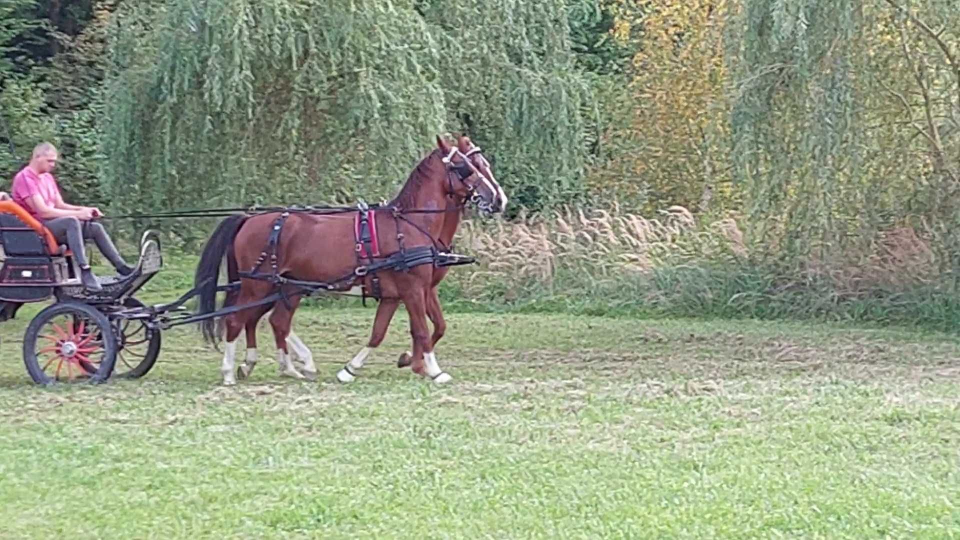 klacz KWPN siodło, zaprzęg