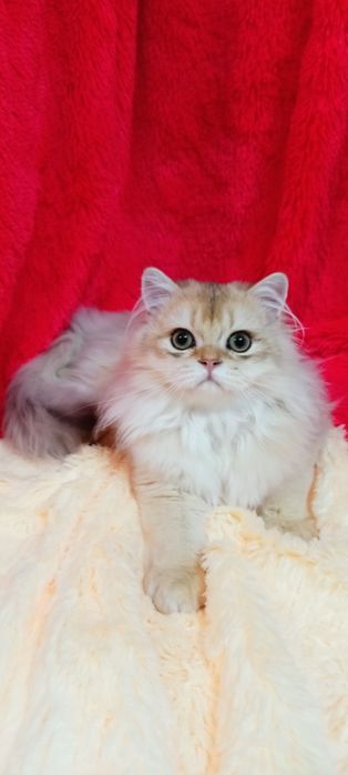 Шикарный прямоухий котик золотая шиншилла Хайленд