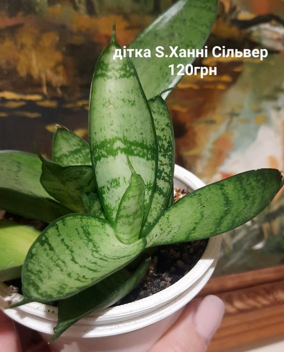 Сансевієрія, Sansevieria