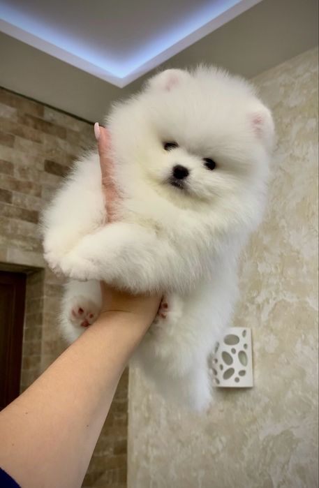Белые щенки померанские шпицы. Щенок померанец в типе мишка с документ
