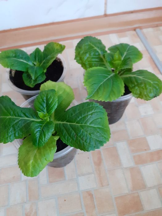 Гортензія рожева.