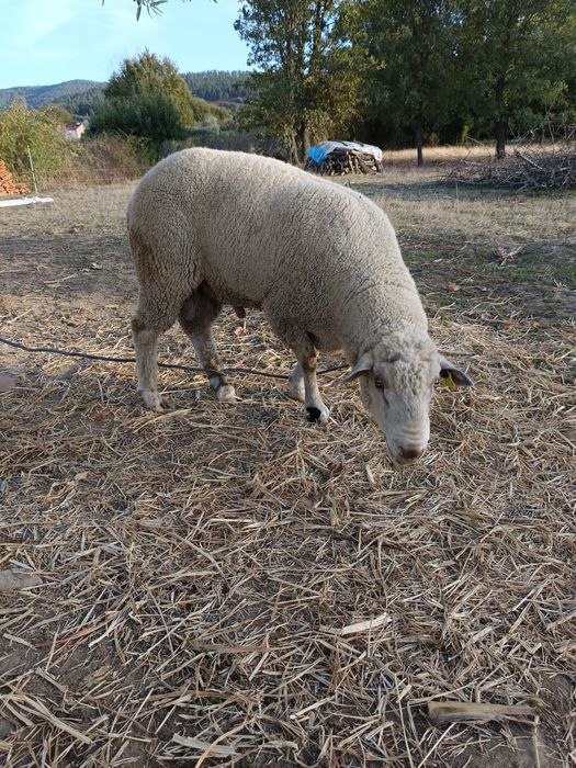 Borrego I'll de France