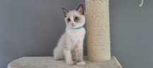 Kotka Ragdoll, Bicolour blue, Gotowa do odbioru