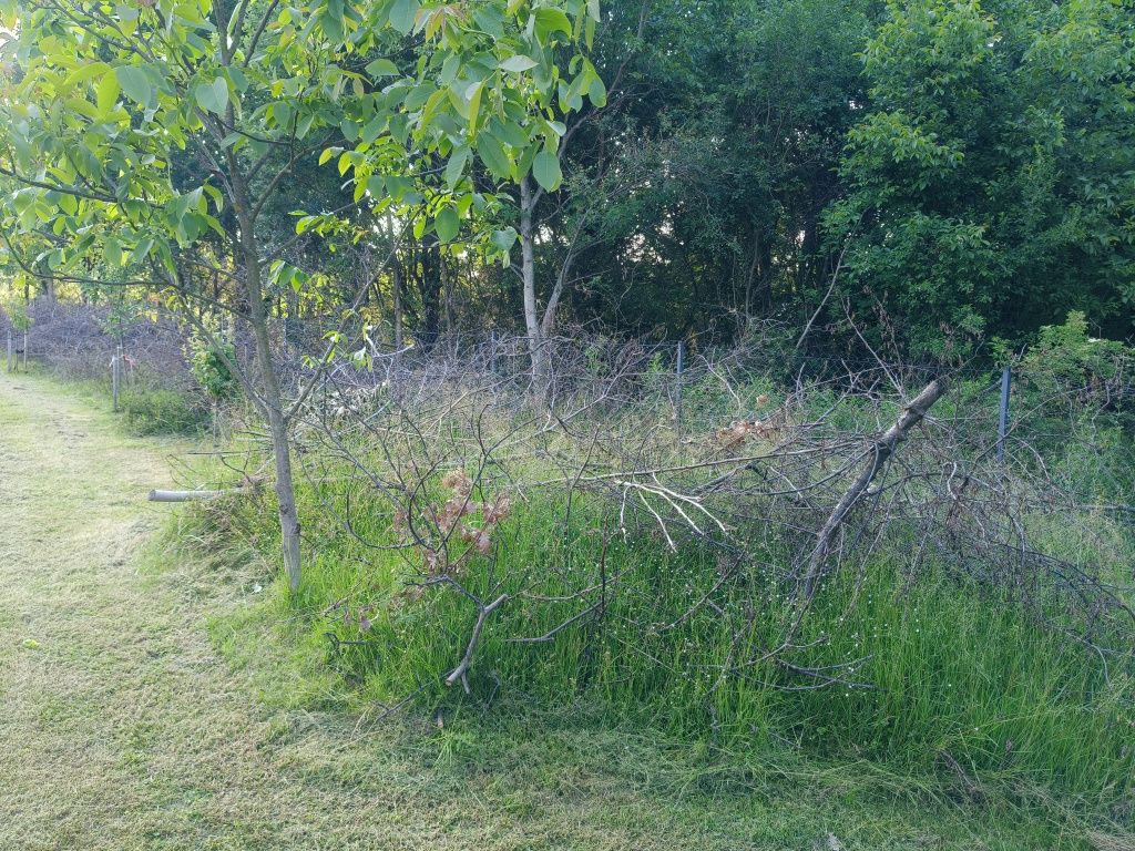 Oddam gałęzie drzew owocowych