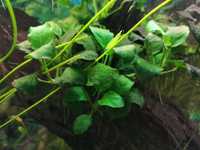 Anubias Barteri Nana akwarium