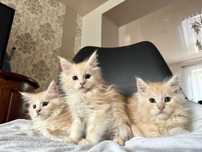 Maine Coon Kocur Rudy - Wysrebrzony Transport Rodo WCF 5 Pokoleniowy