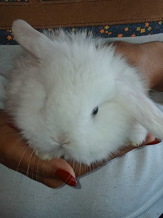 Coelhos Anões - Orelhudos - Mini Lop