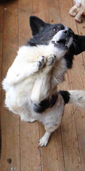 PILNE!Przekochany, towarzyski, grzeczny piesek szuka dobrego domu