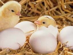 Інкубаційний яйця цілоріч кур, індиків, качок, та перепелів