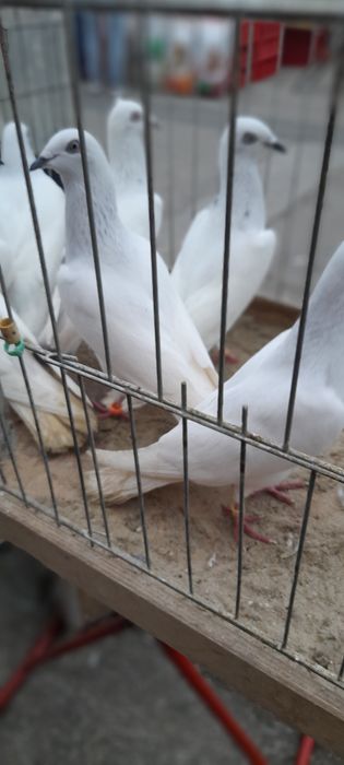 Gołębie jasne i kilka żałobników