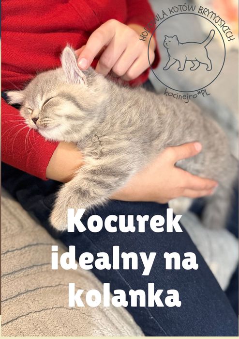 Kot Brytyjczyk niebieski pregowany rodowod FPL