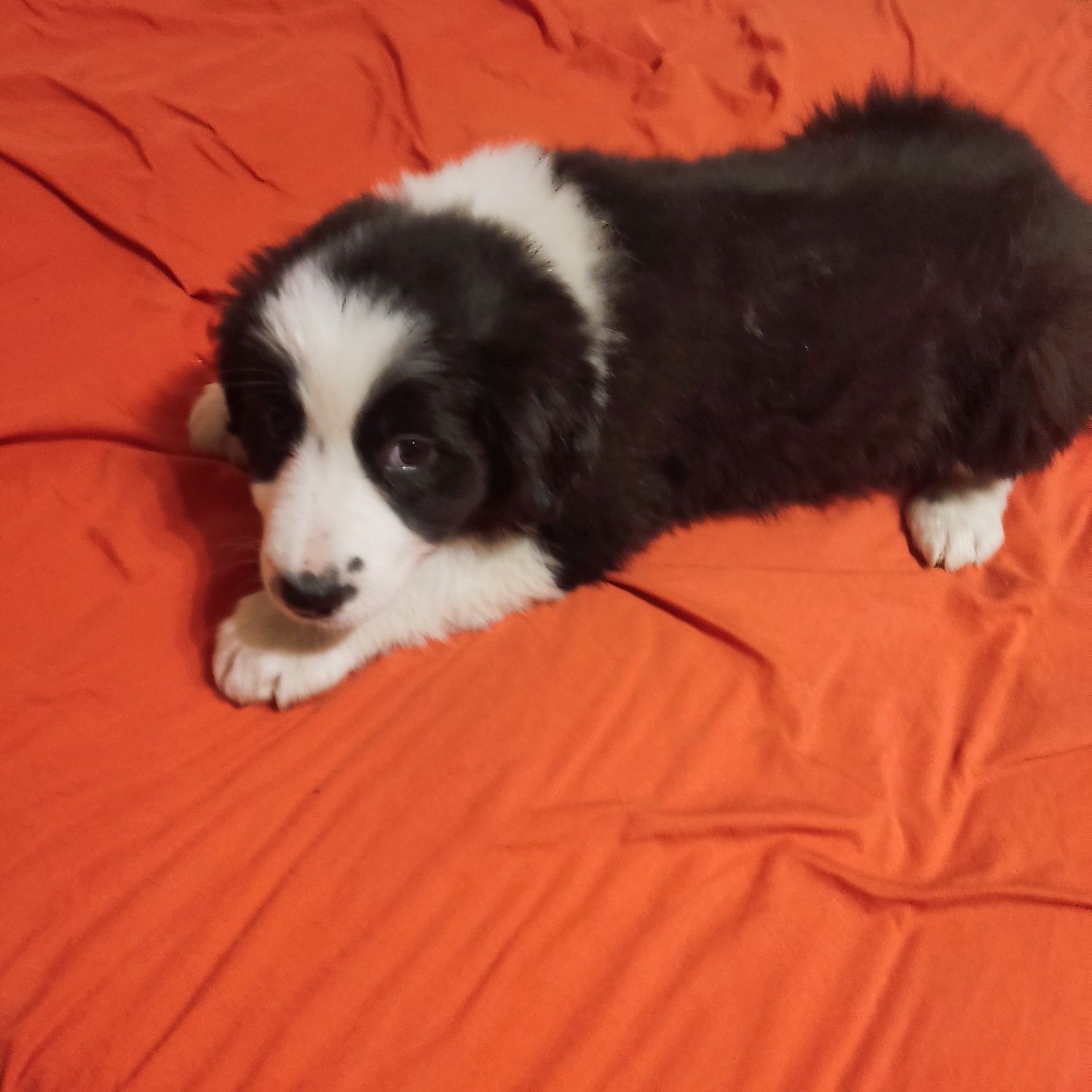 Border collie - suczka