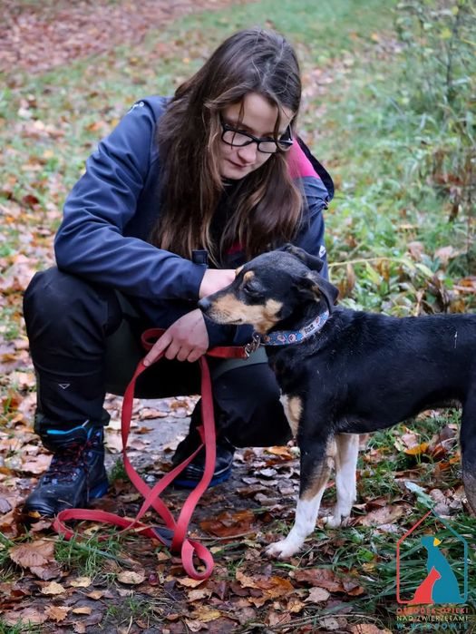 Nixi 19/25 - SZUKA DOMU!