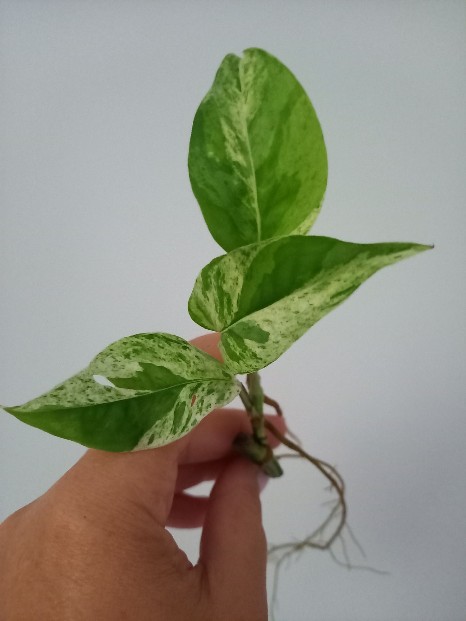 Epipremnum Pinnatum Marble Variegata