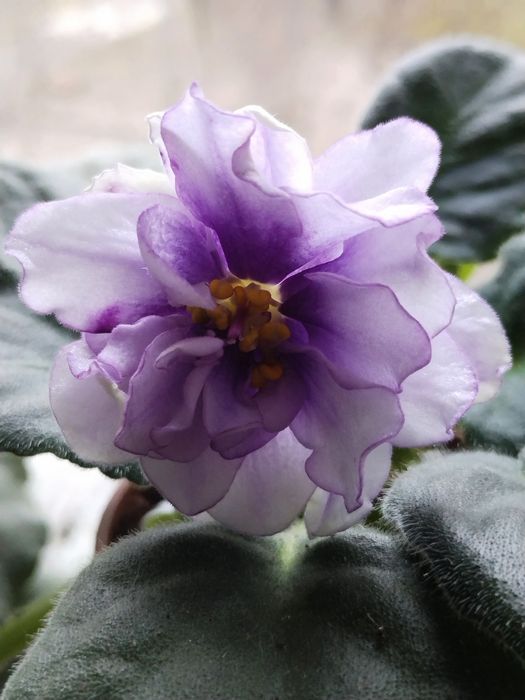 Фіалка кімнатна рослина