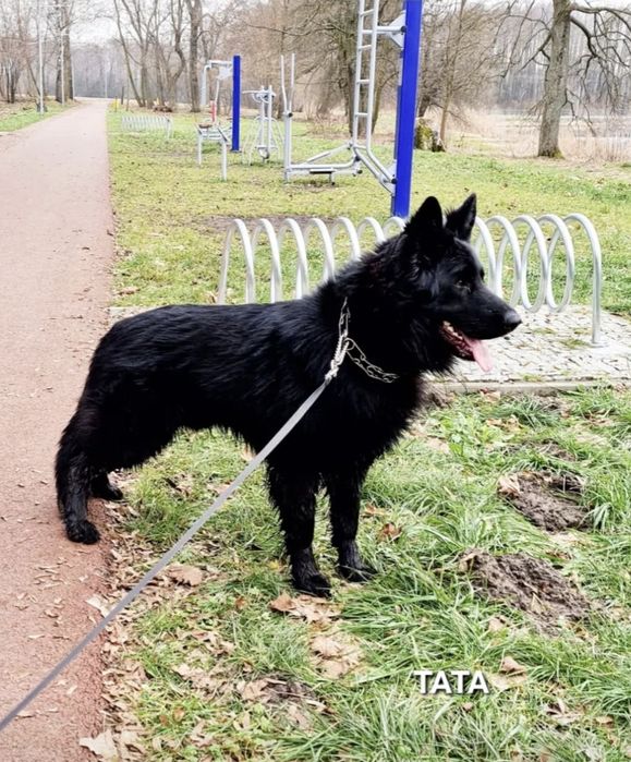 Suczki owczarka niemieckiego