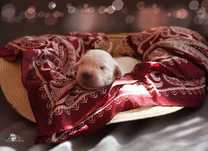 Golden retriever suczka ZkwP/FCI