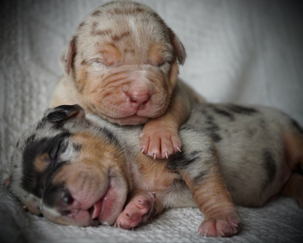 American Bully XL ABKC tri merle